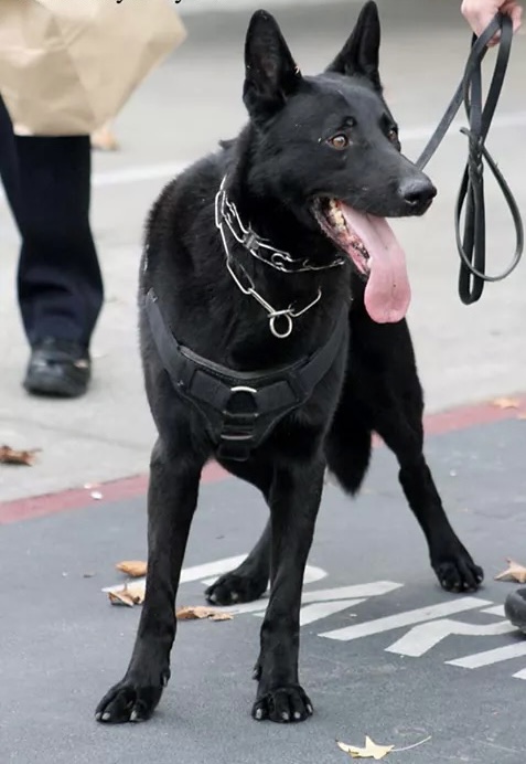 A highly trained black German Shepherd police K-9 in full harness on duty in DFW, TX — the same breed and training background Ryan White brought to founding Doodie Crew